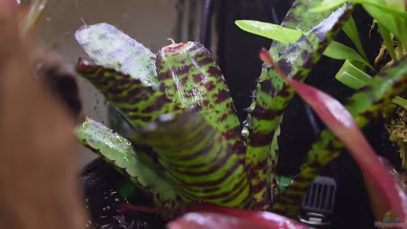 Neoregelia Hannibal Lector von Junglist (24)