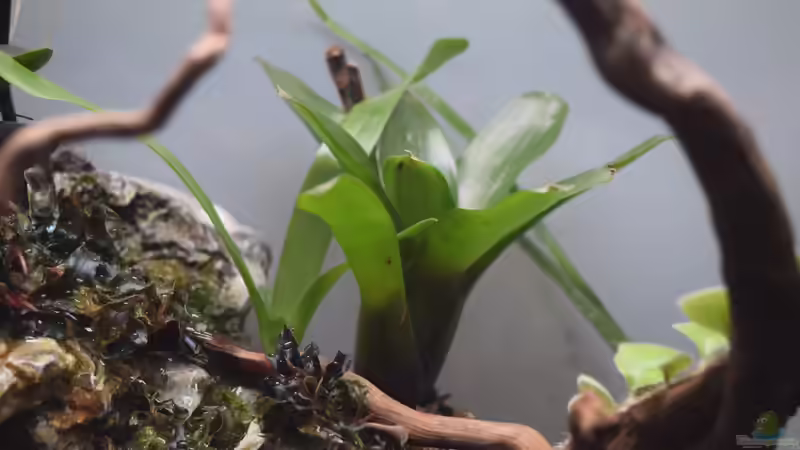 Neoregelia mephisto von Junglist (16)