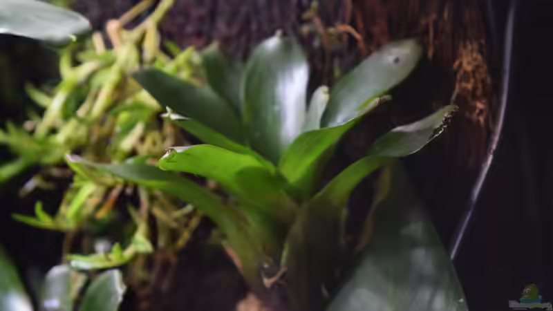 Neoregelia mephisto von Junglist (35)