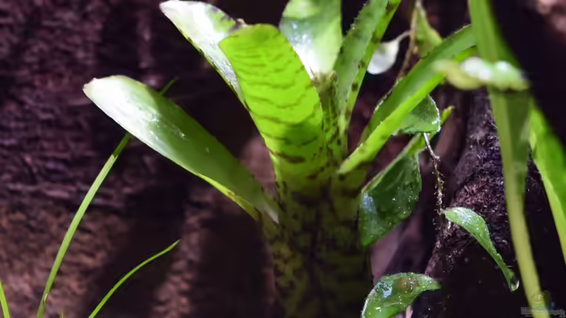 Neoregelia punctissima von Junglist (16)