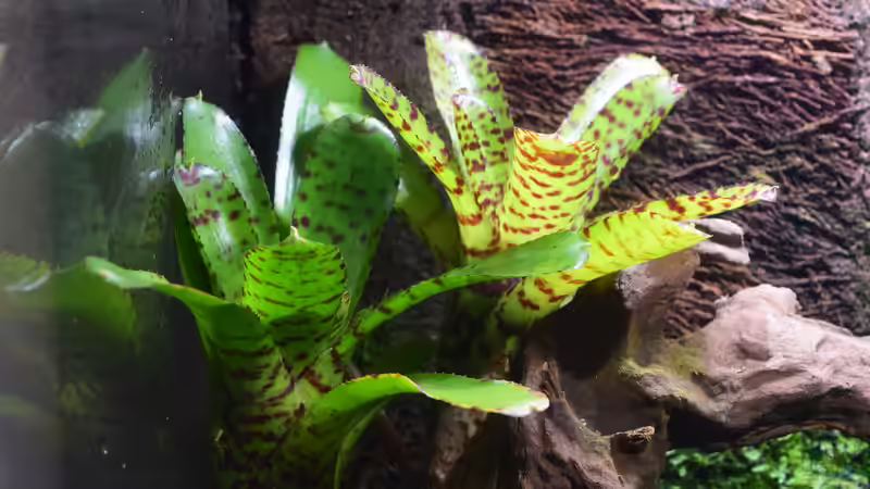 Neoregelia punctissima von Junglist (30)