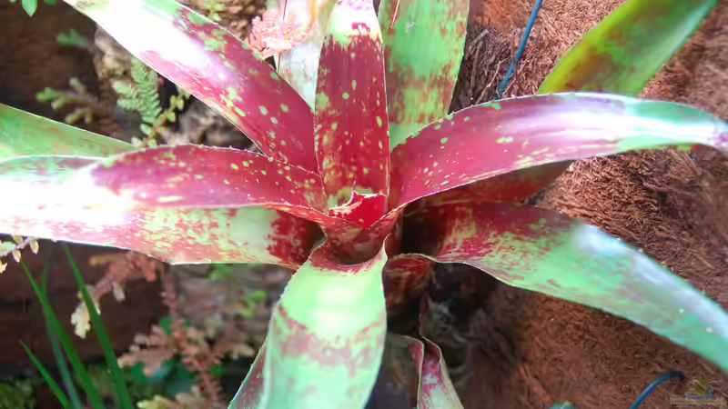 Neoregelia Red spottet von Junglist (7)