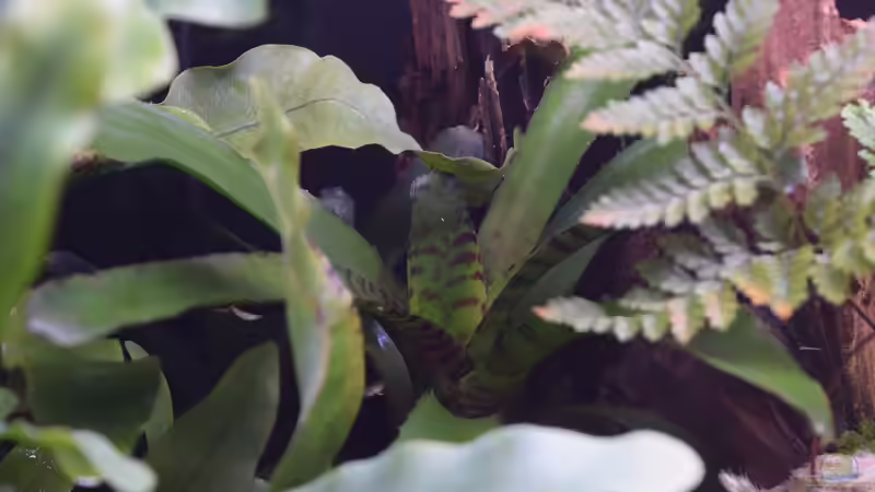 Neoregelia von Junglist (25)