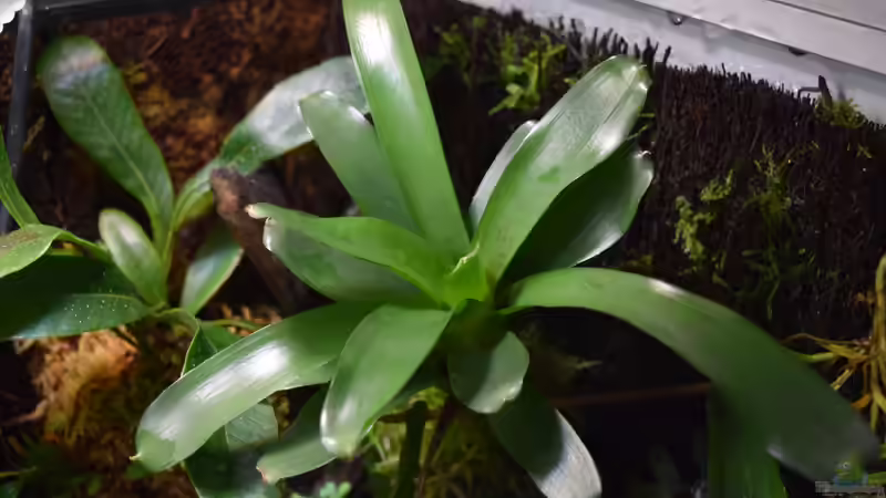 Neoregelia von Junglist (32)