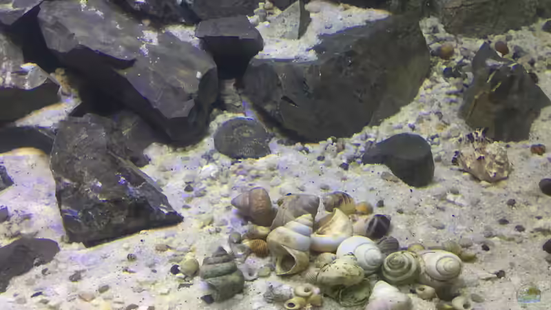 Neothauma- und andere Schneckengehäuse von Steffi66 (29)