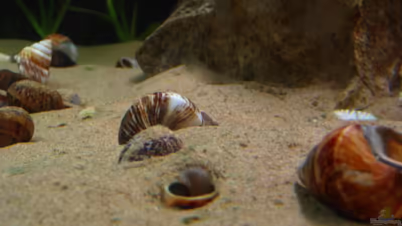 Neothauma-Gehäuse von Malawigo (17)