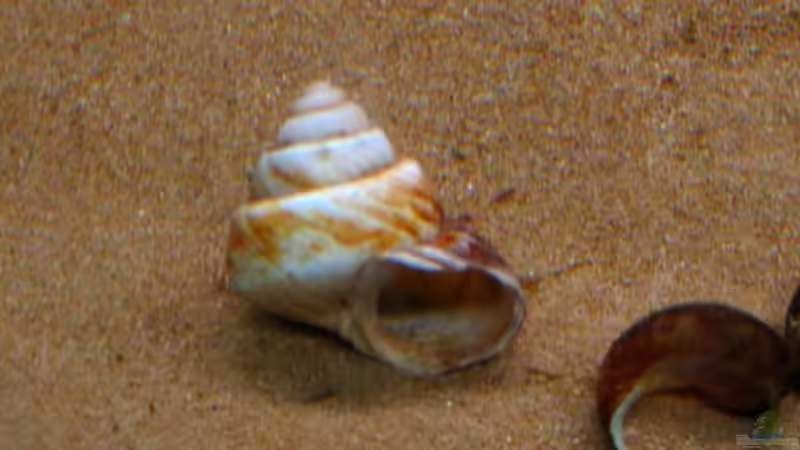 Neothauma-Gehäuse von Malawigo (19)