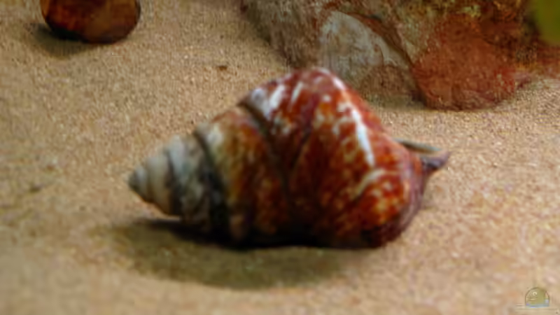 Neothauma-Gehäuse von Malawigo (20)