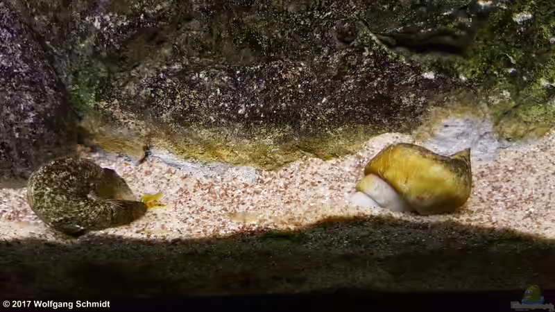 (Neothauma tanganyicense)Tanganjika Schneckenhäuser von Bämbel (5)