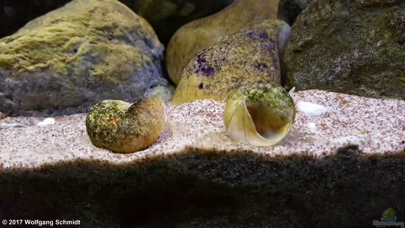 (Neothauma tanganyicense)Tanganjika Schneckenhäuser von Bämbel (7)