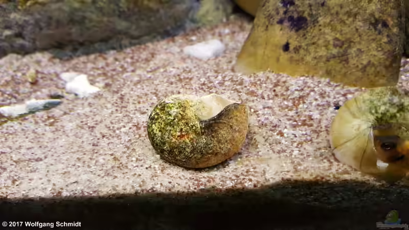 Neothauma tanganyicense im Aquarium (Einrichtungsbeispiele für Tanganjika-Schnecken)