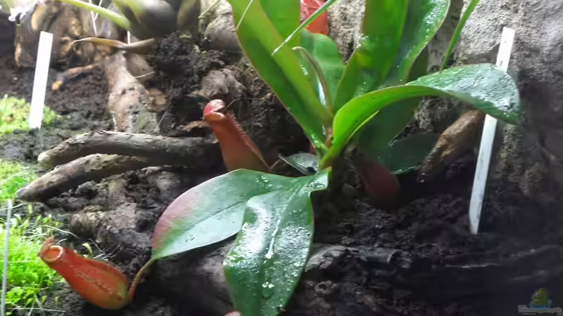 Nepenthes ´Bloody Mary´