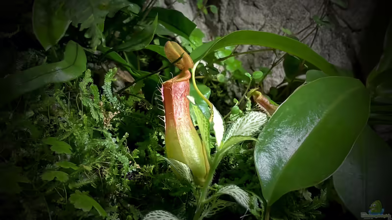 Nepenthes von Jaenu00 (10)