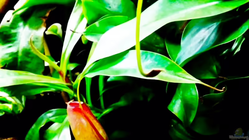 Nepenthes X Bloody Mary / Kannenpflanze Â Bloody Mary