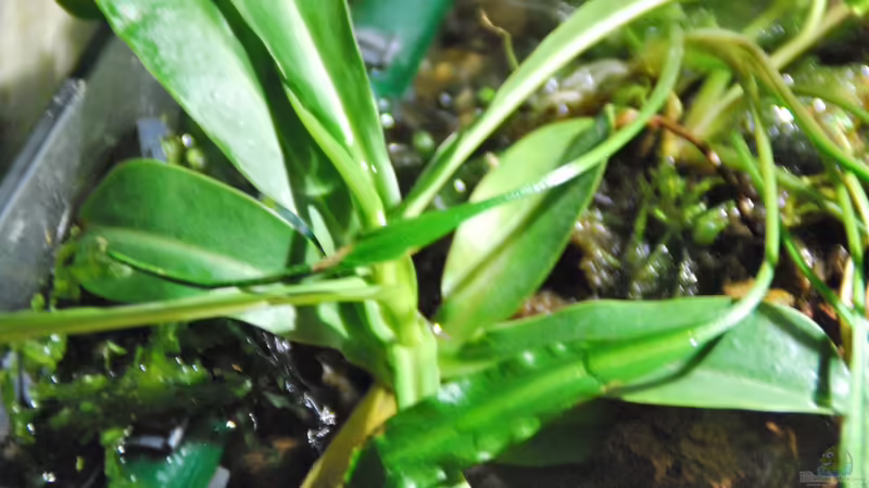 Nephentes sp. von lomarraco (52)