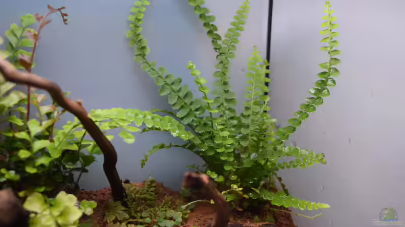 Nephorolepis cordifolia von Junglist (5)