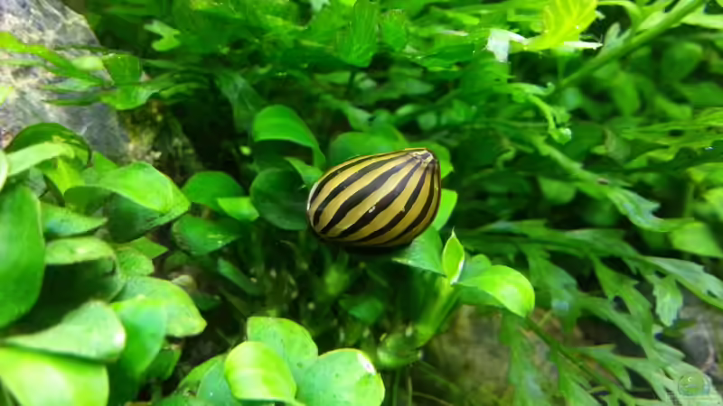 Neritina coromandeliana (Zebra-Rennschnecke) von Marcel Reiter (32)