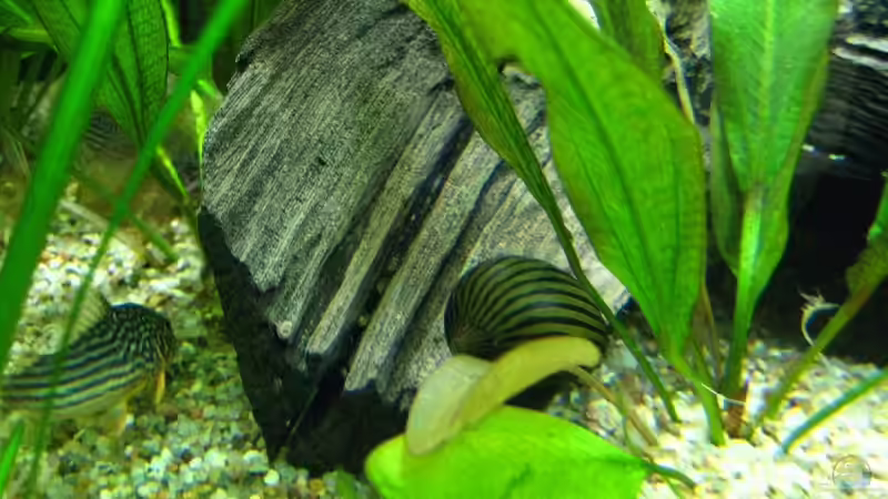 Neritina natalensis von André Martin (22)