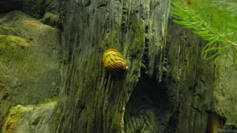 Neritina natalensis von Sabine Stark (26)