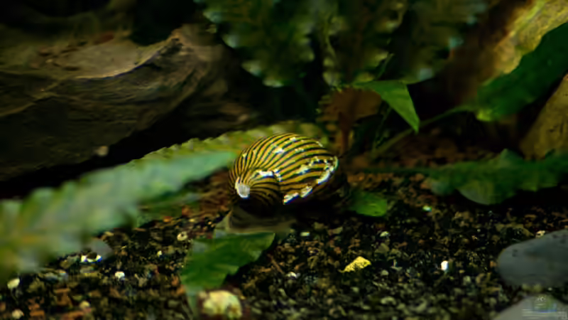 Einrichtungsbeispiele für Aquarien mit Zebra Rennschnecken (Neritina natalensis)