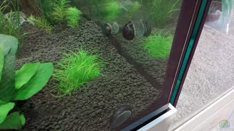 Aquarien mit Neritina pulligera (Algen-Rennschnecke)