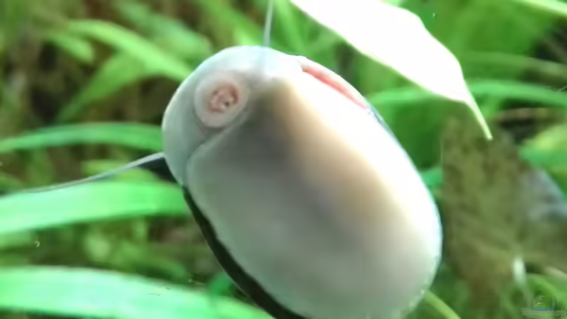 Neritina pulligera von plantar  von Lance Hardwood (68)