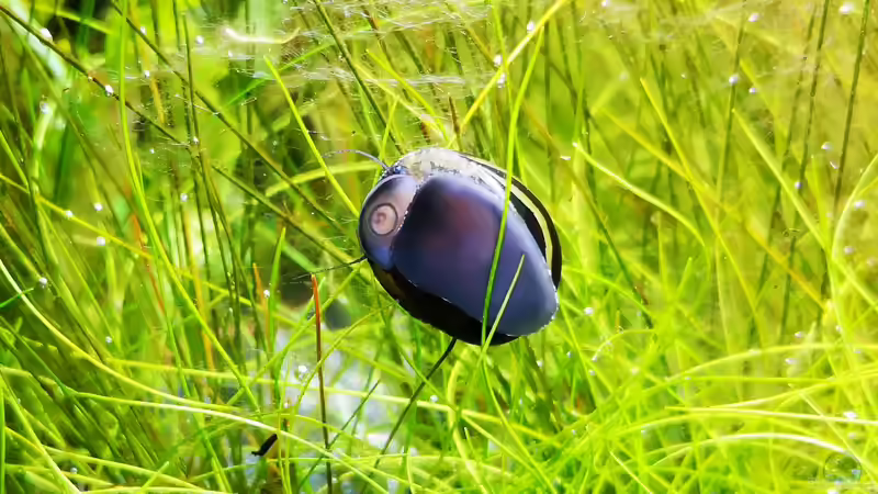 Neritina turrita von Jaype (16)