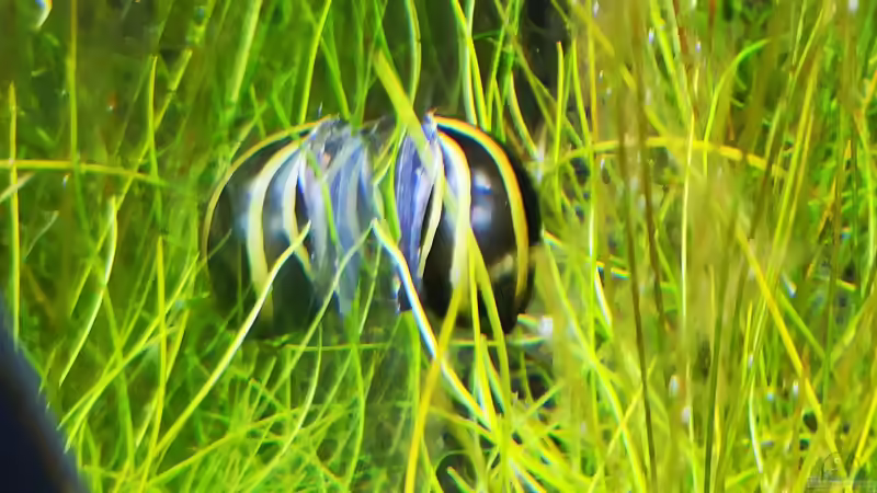 Neritina turrita von Jaype (17)