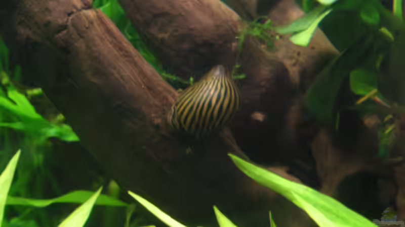 Neritina von Jasmin (7)