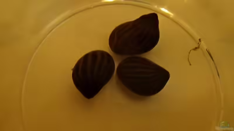 Neritinia sp. Algenschnecke von Pflanzennarr (39)