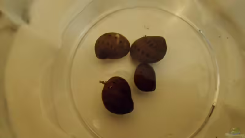 Neritinia sp. ´Orange Track´ von Pflanzennarr (38)