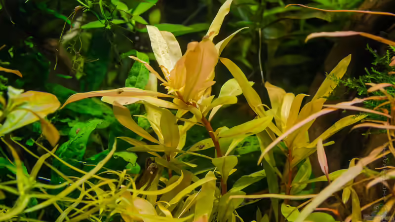 Nesaea pedicellata ´golden´ von Betta Chris (45)