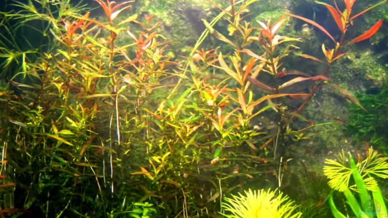 Nesaea sp. Red leaved von @mazonas (17)