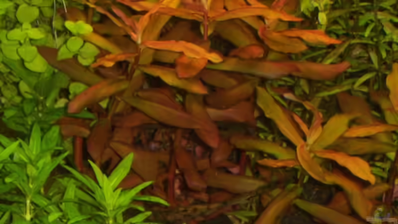 Nesaea Sp. von Gunnar Otte (18)