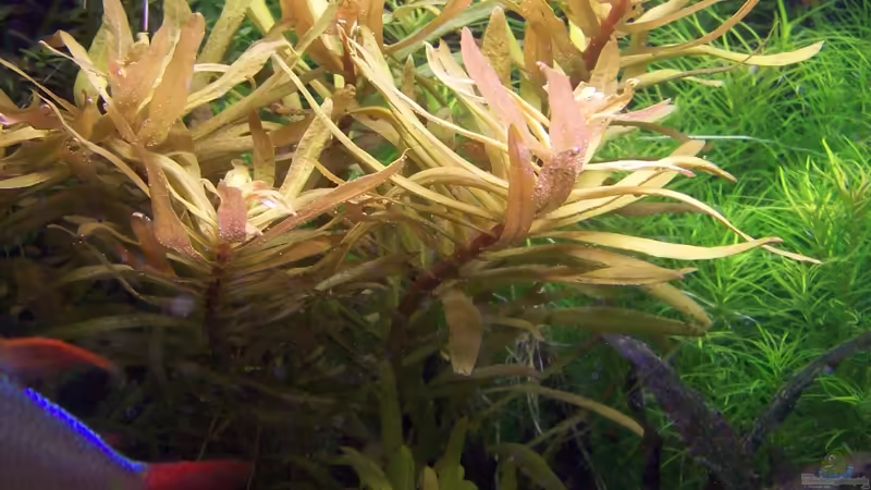 Nesaea spec.´golden´ von Lotte und Hendo (17)