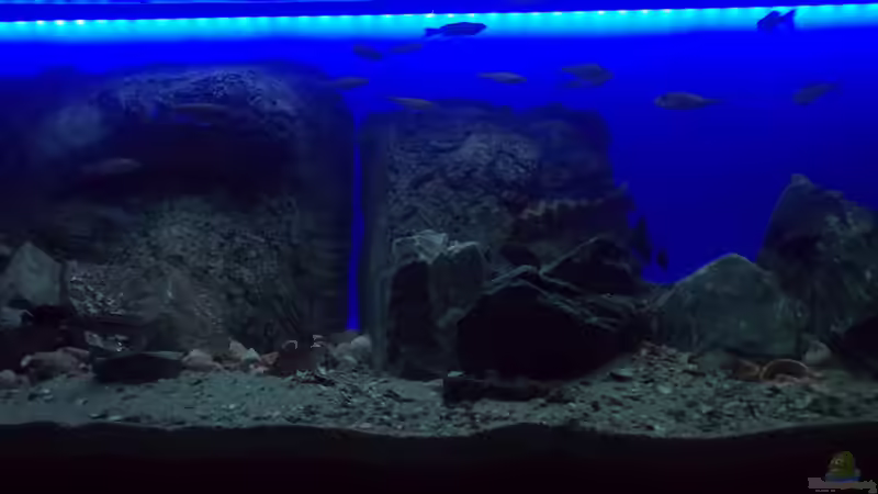 Nessi von Pierre (19)