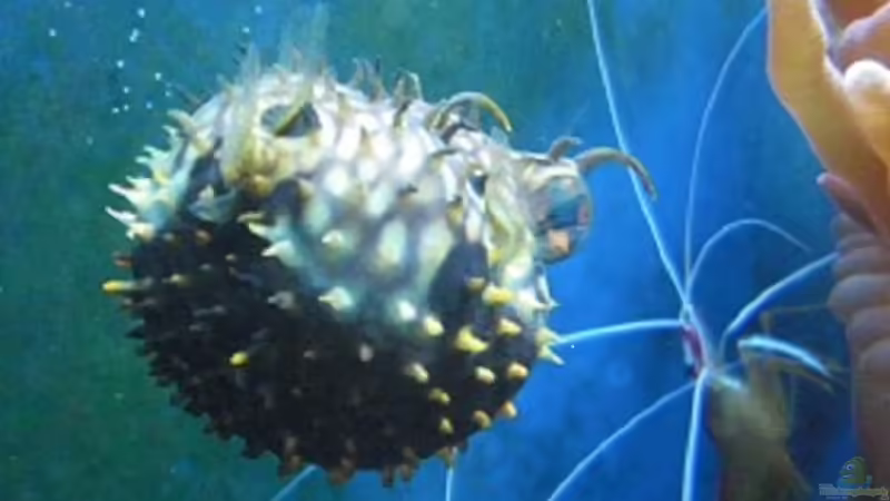 Netter Fußball...oder? von Jens Just (26)