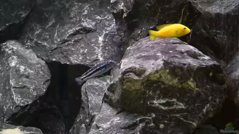 nettes Größenverhältnis von kojandt (6)