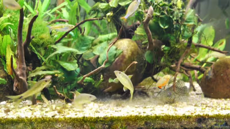 Aquarien mit Synodontis angelicus (Perlhuhnwels)