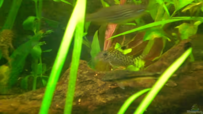 Netzpanzerwels von ptobias (8)