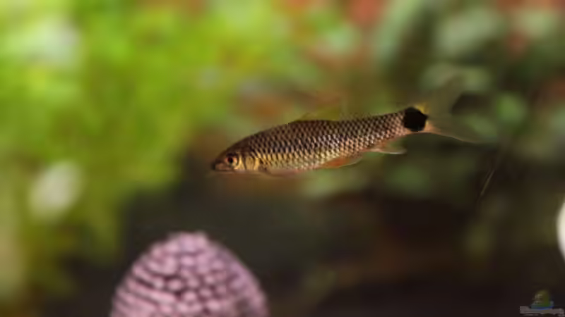 Aquarien mit Crossocheilus reticulatus (Netzpinselalgenfresser)