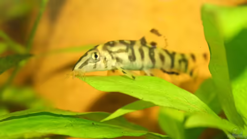 Netzschmerl ,Fotomodel  :-) von Ralf Kl (26)