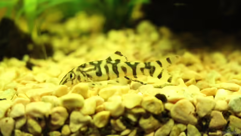 Netzschmerl von Ralf Kl (27)