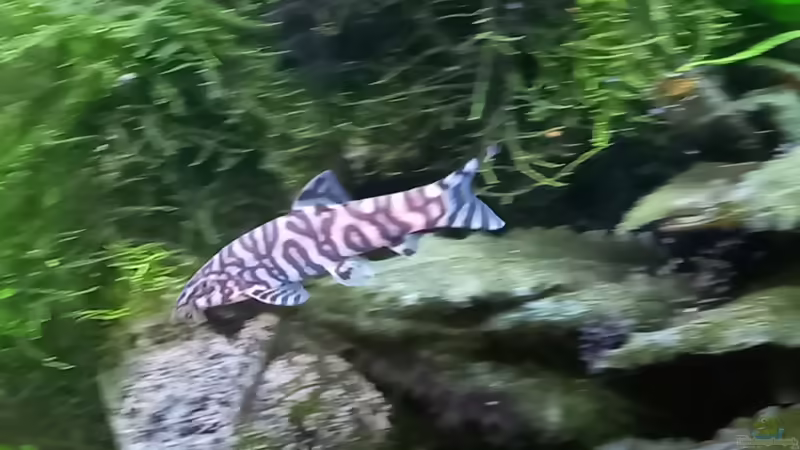 Netzschmerle  von Acero (43)