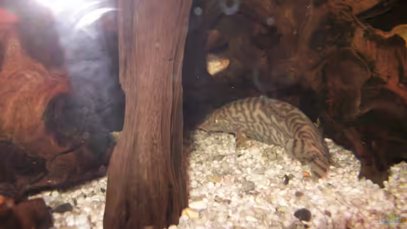 Netzschmerle im Wurzellabyrinth von fischmutti (20)