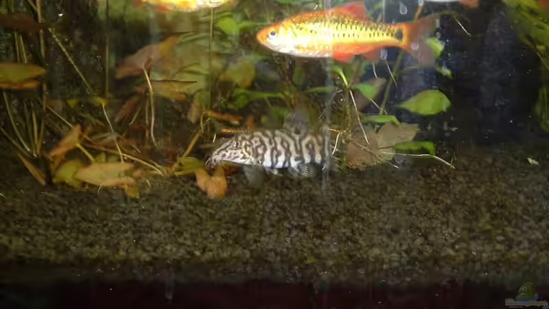 Einrichtungsbeispiele mit Puntius semifasciolatus (Messingbarbe)
