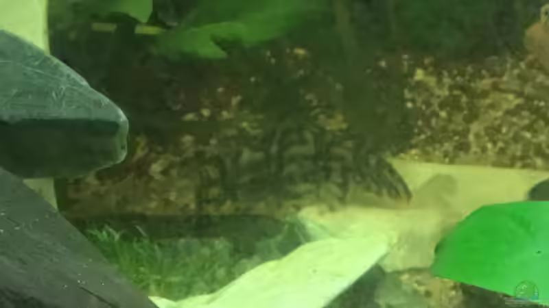 Netzschmerle mit Rote von Rio  von Reneè Thissen (12)