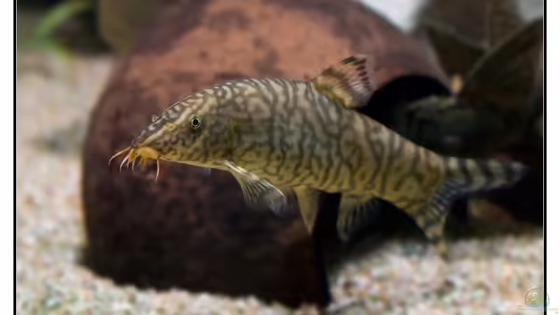 Netzschmerle von Daniel Nimmervoll (19)