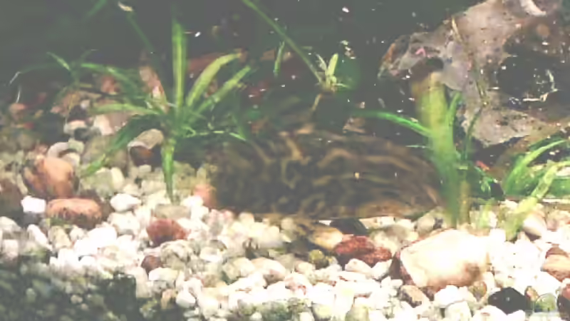 Netzschmerle von Holger Freiwald (18)