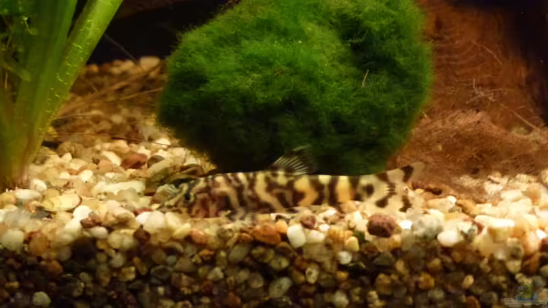 Netzschmerle von Mad Max (16)